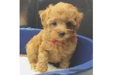 ♀︎マルプー:マルチーズ×トイプードル