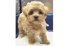 ♀︎マルプー:マルチーズ×トイプードル