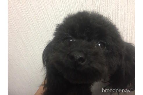 販売中のタイニープードルの親犬