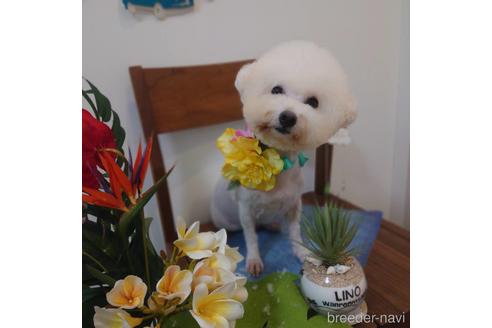 販売中のビションフリーゼの親犬