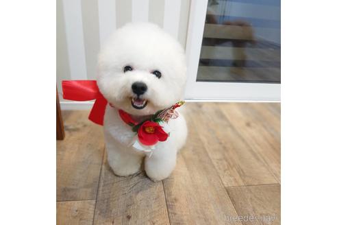 販売中のビションフリーゼの親犬