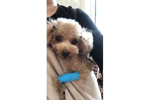 販売中のタイニープードルの親犬