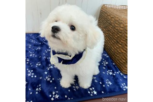 香川県のビションフリーゼ 男の子 21 05 01生まれ 毛量抜群 わたあめのような短足ビション くん 小ぶりサイズです 子犬id ブリーダーナビ