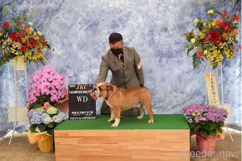 販売中のブルドッグの親犬