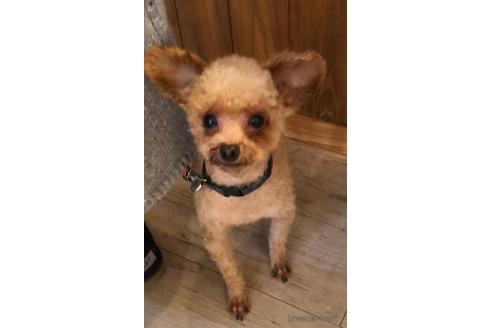 販売中のタイニープードルの親犬