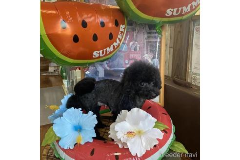 販売中のタイニープードルの親犬