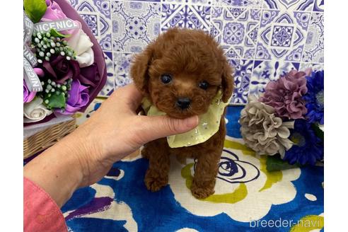 トイプードルの子犬を探す ブリーダーナビ トイプードルの子犬を探す ブリーダーナビ