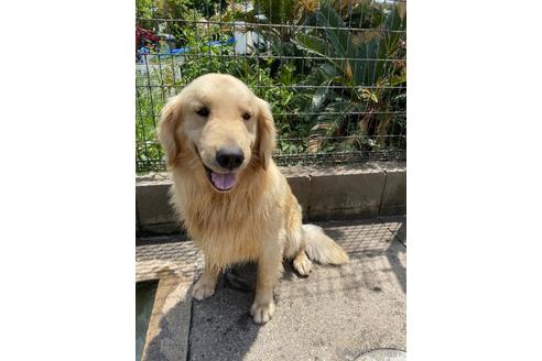 販売中のゴールデンレトリーバーの親犬