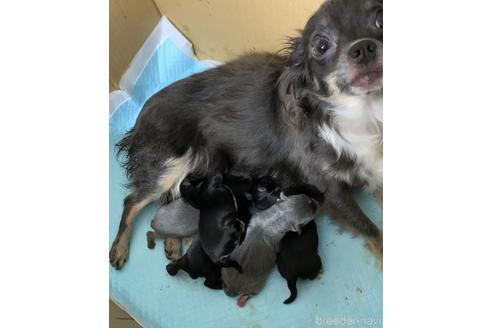 販売中のチワワ(ロングコート)の親犬