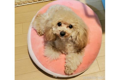 販売中のタイニープードルの親犬