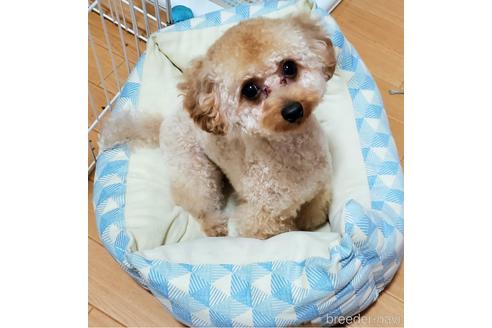 販売中のタイニープードルの親犬