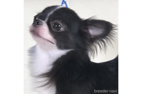 販売中のチワワ(ロングコート)の親犬