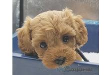 ♀︎マルプー:マルチーズ×トイプードル