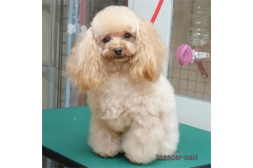 販売中のチワプー:チワワ×トイプードルの親犬