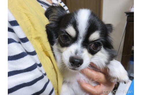 販売中のチワワ(ロングコート)の親犬