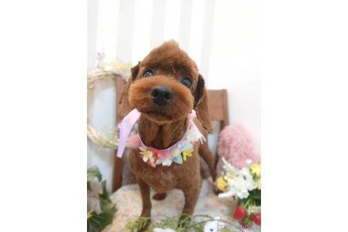 販売中のトイプードルの親犬