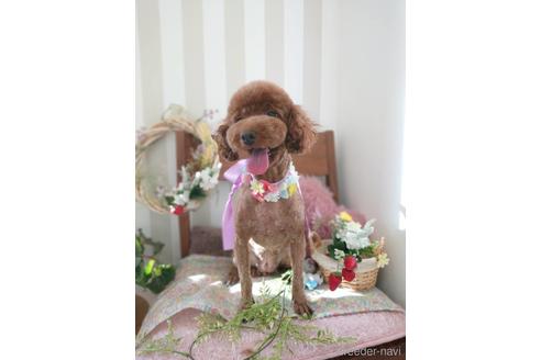 販売中のトイプードルの親犬