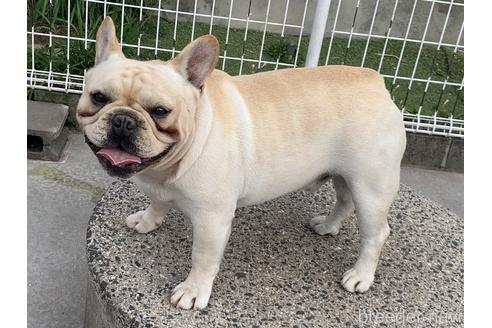 販売中のフレンチブルドッグの親犬