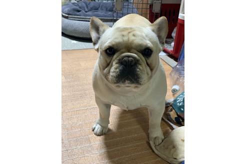 販売中のフレンチブルドッグの親犬