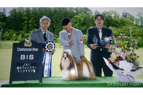 販売中のシーズーの親犬