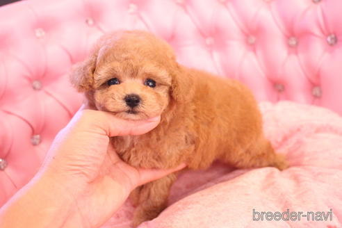 茨城県のティーカッププードル 女の子 21 06 10生まれ ワンポイント激カワアプリ姫 子犬id ブリーダーナビ 茨城県のティーカッププードル 女の子 21 06 10生まれ ワンポイント激カワアプリ姫 子犬id ブリーダーナビ