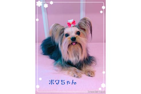 販売中のヨークシャーテリアの親犬