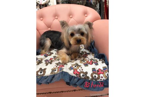 販売中のヨークシャーテリアの親犬