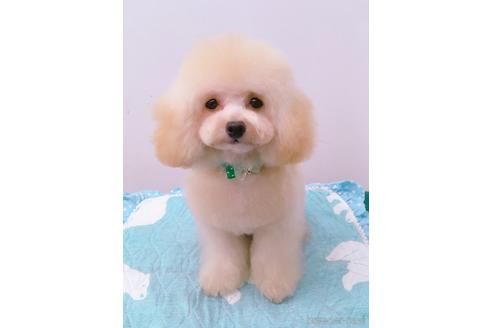 販売中のトイプードルの親犬