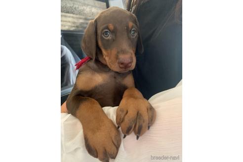 熊本県のドーベルマン 男の子 21 06 06生まれ 綺麗なアメリカンタイプです 子犬id ブリーダーナビ