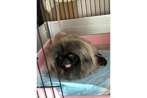 販売中のペキニーズの親犬