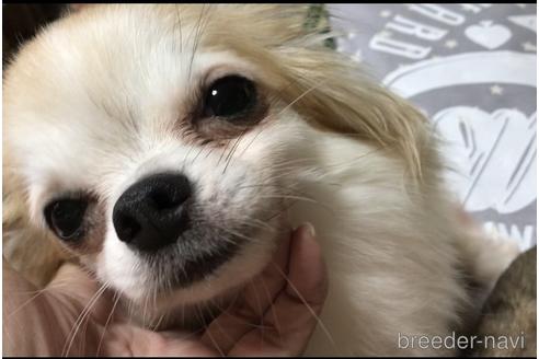 販売中のチワワ(ロングコート)の親犬