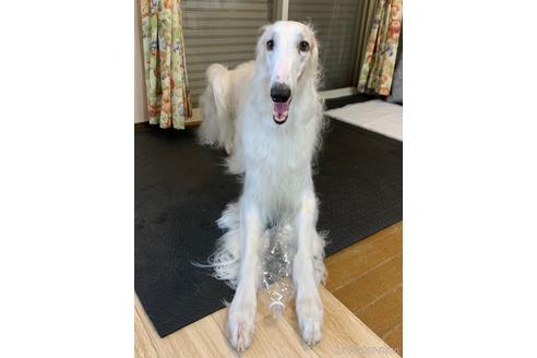 販売中のボルゾイの親犬