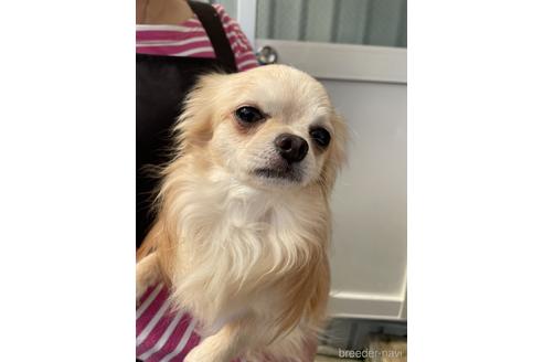 販売中のチワワ(ロングコート)の親犬