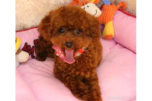 販売中のトイプードルの親犬