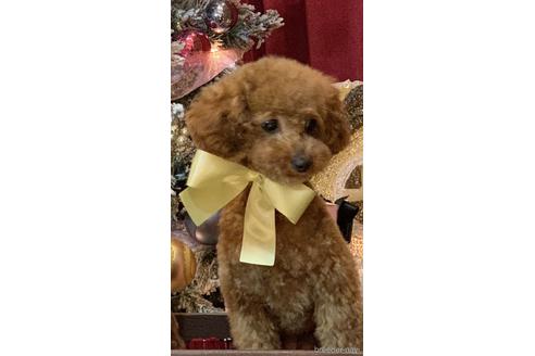 販売中のタイニープードルの親犬