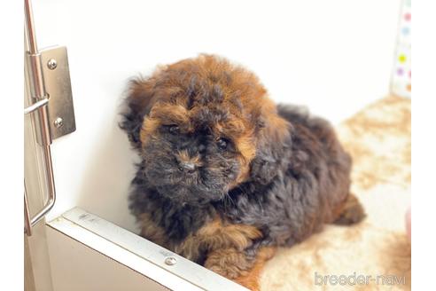 岡山県のミックス犬 女の子 21 05 30生まれ マルチーズ プードルシーズーのミックス犬です 子犬id ブリーダーナビ