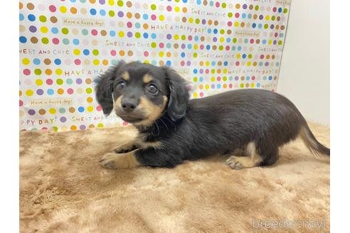 岡山県のミックス犬 女の子 21 05 30生まれ マルチーズ プードルシーズーのミックス犬です 子犬id ブリーダーナビ 岡山県のミックス犬 女の子 21 05 30生まれ マルチーズ プードルシーズーのミックス犬です 子犬id ブリーダーナビ