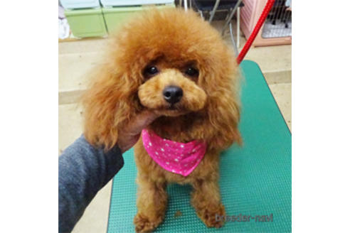 販売中のタイニープードルの親犬