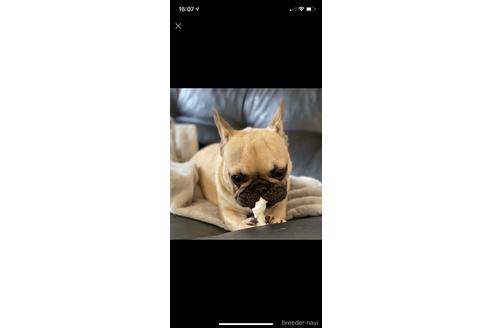 販売中のフレンチブルドッグの親犬