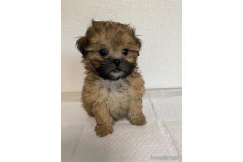 山梨県のミックス犬 男の子 21 06 02生まれ 個性的なお顔をした男の子 子犬id ブリーダーナビ 山梨県のミックス犬 男の子 21 06 02生まれ 個性的なお顔をした男の子 子犬id ブリーダーナビ
