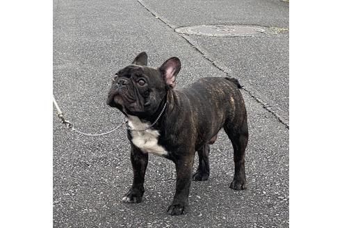 販売中のフレンチブルドッグの親犬