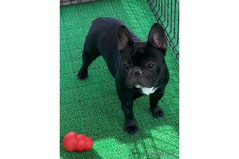 販売中のフレンチブルドッグの親犬