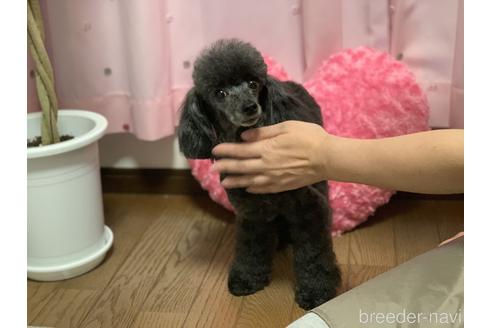 販売中のタイニープードルの親犬