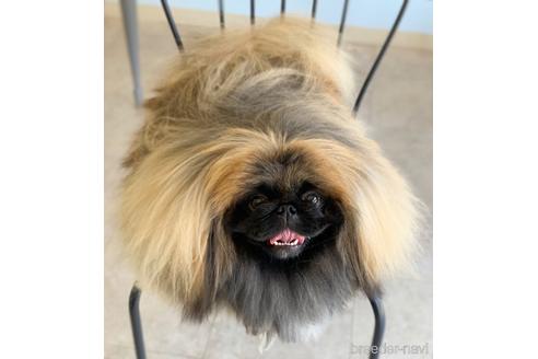 販売中のペキニーズの親犬