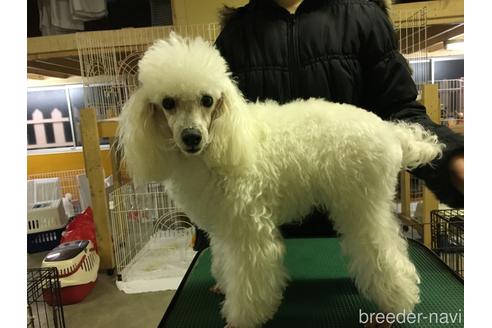 販売中のティーカッププードルの親犬