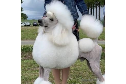 販売中のスタンダードプードルの親犬