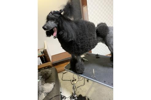 販売中のスタンダードプードルの親犬