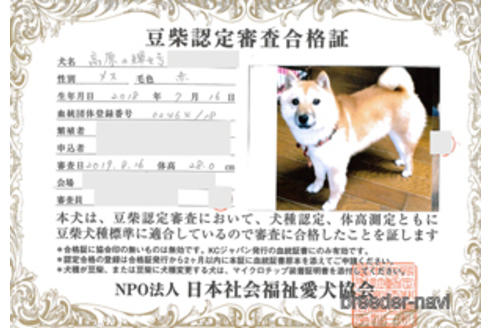 販売中の豆柴の親犬