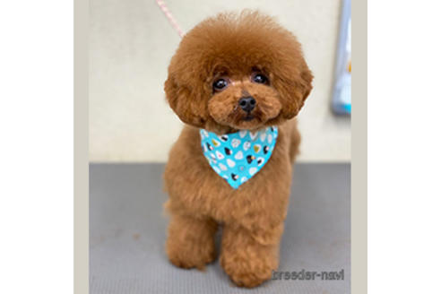 販売中のタイニープードルの親犬