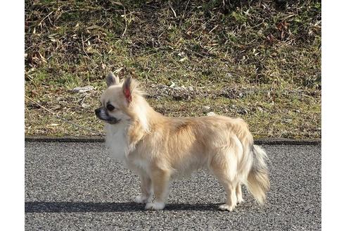 販売中のチワワ(ロングコート)の親犬